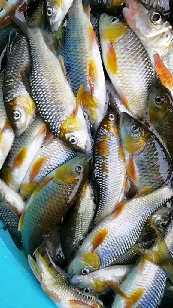 溪沟里的野生鱼 给多少钱都不买