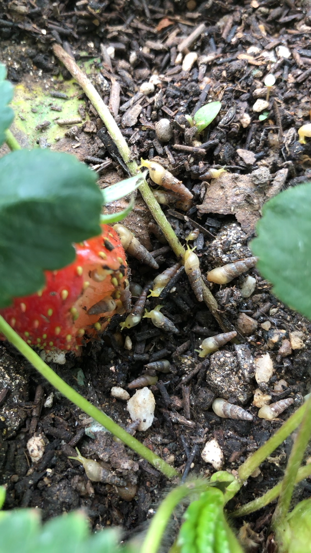 草莓土里面怎么会长这个 有毒吗 不知是什么虫变的 草莓苗都不想要了