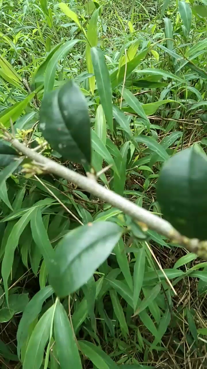 穿破石,用途非常广,常用于内科及骨伤科!-度小视