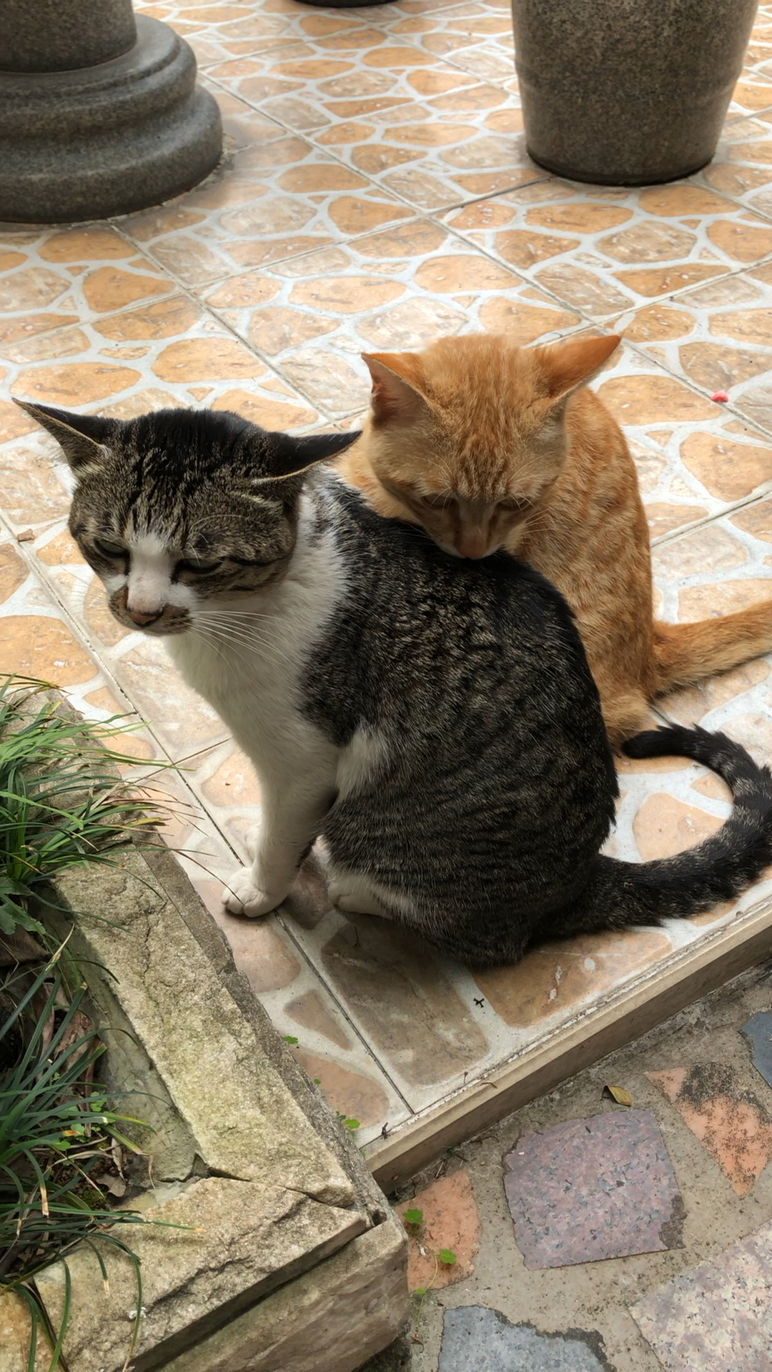 一对恩爱的猫咪夫妻.