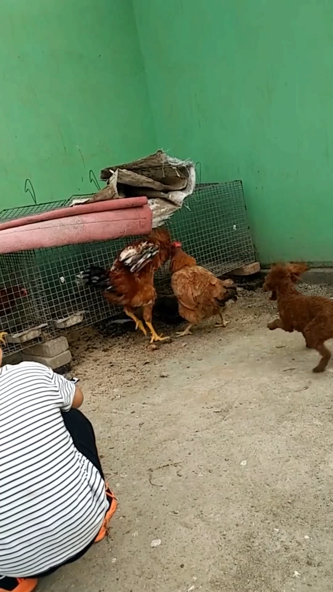 一只公鸡和一只母鸡打架,狗子看不下去了在旁边劝架