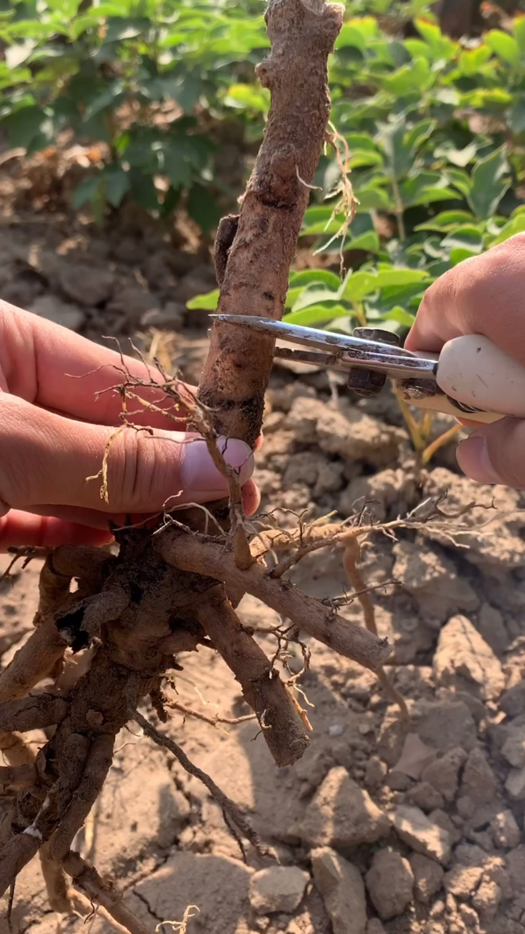 嫁接技术#牡丹嫁接方法