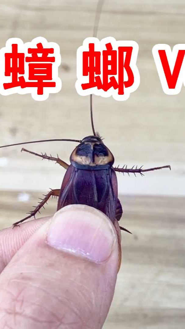 用紫外线照射蟑螂会怎么样真的会变异吗