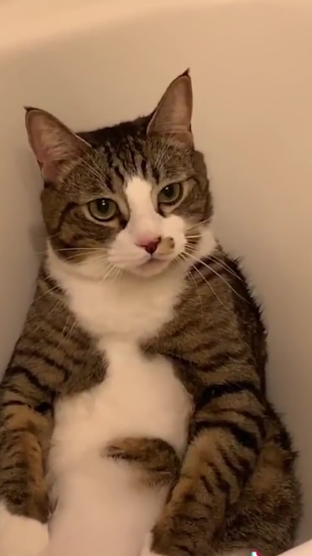 搞笑小猫#干哈呢,这是干哈呢