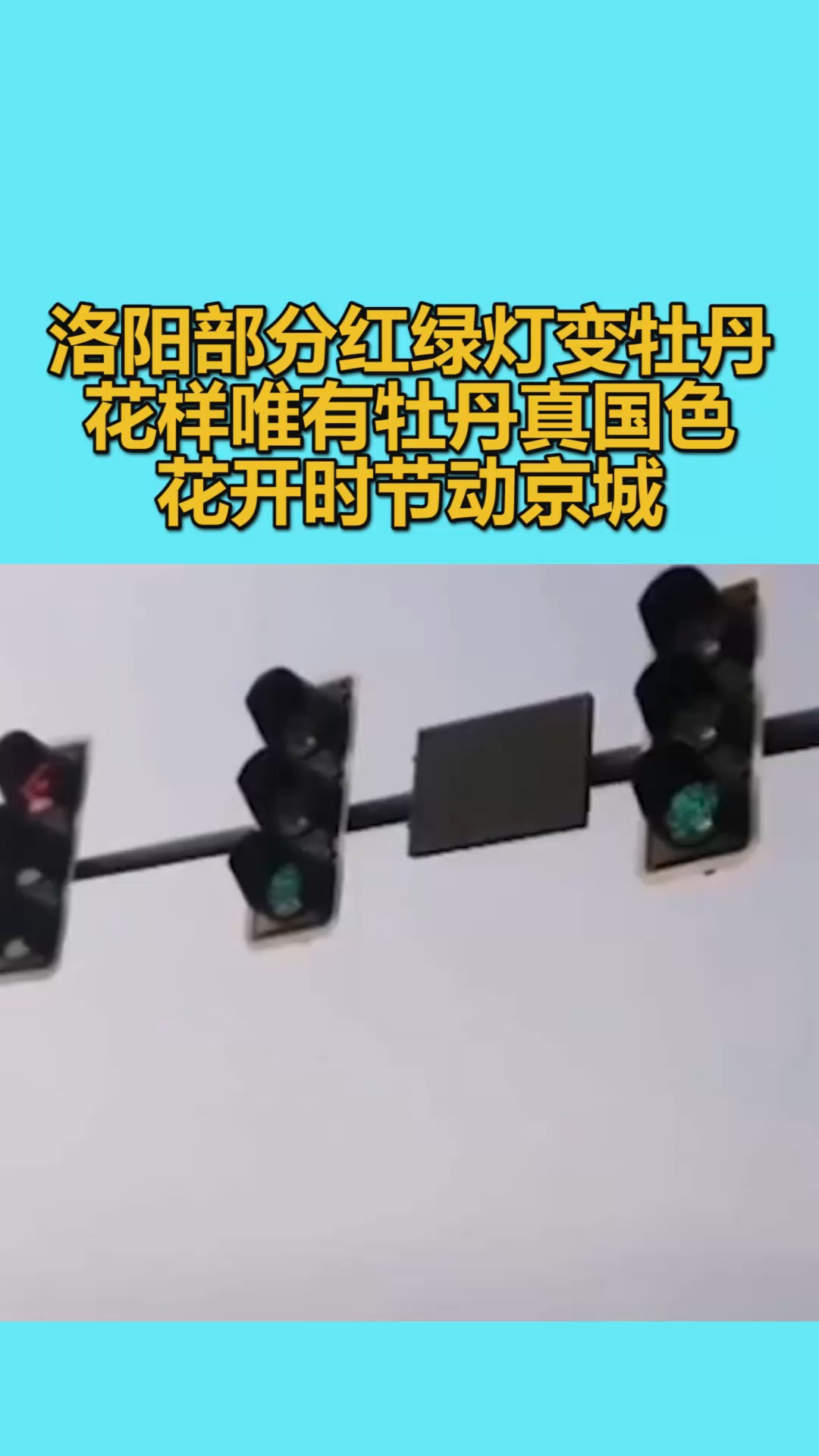 洛阳红绿灯变牡丹图片