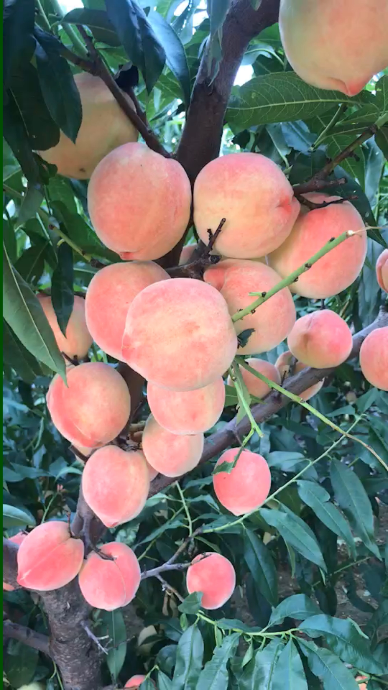 辽南14号大毛桃