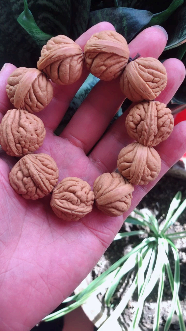 野生龙纹桃核霸王龙桃核手串漂亮吧?-度小视