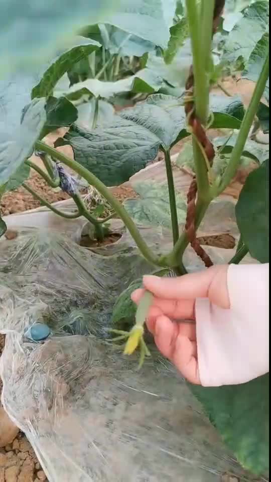 原来这是根瓜,会让营养截留,导致上面黄瓜结不好