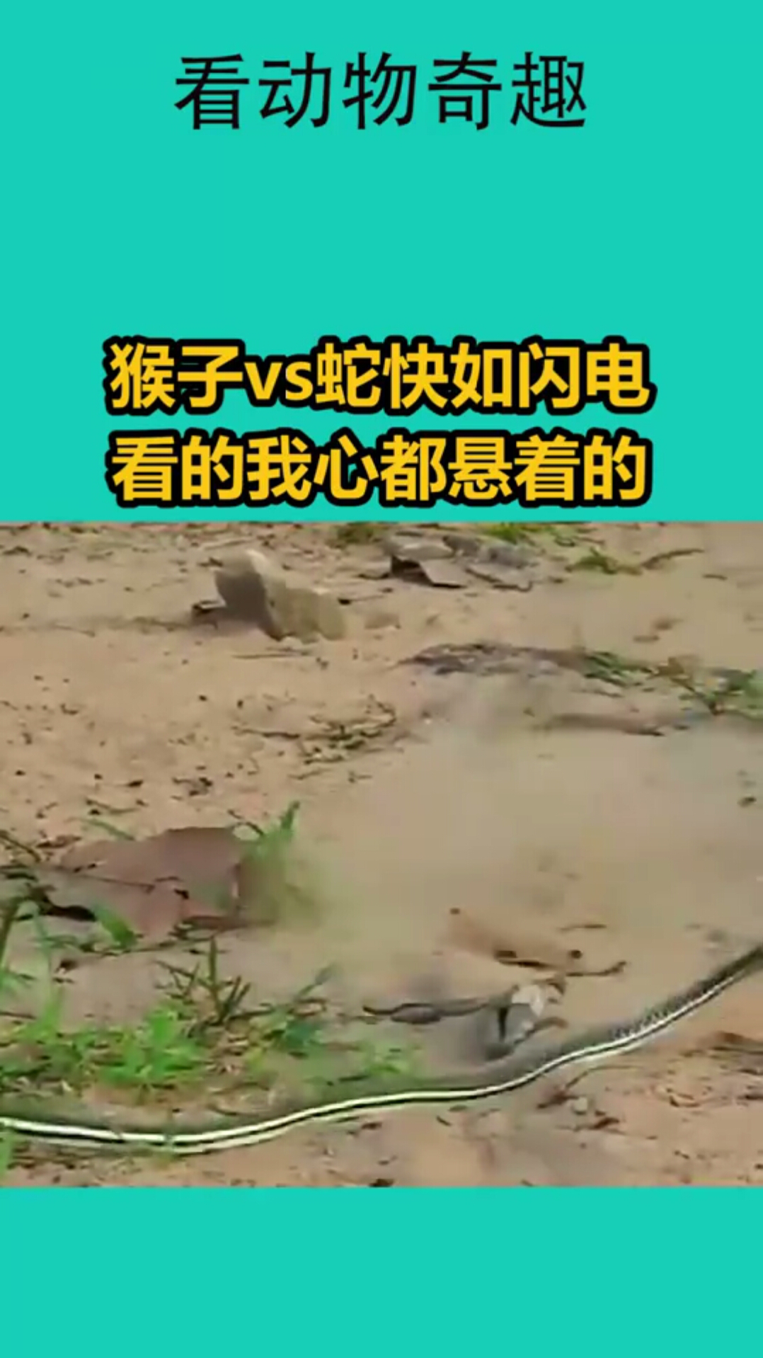 猴子vs蛇快如闪电,看的我心都悬着的