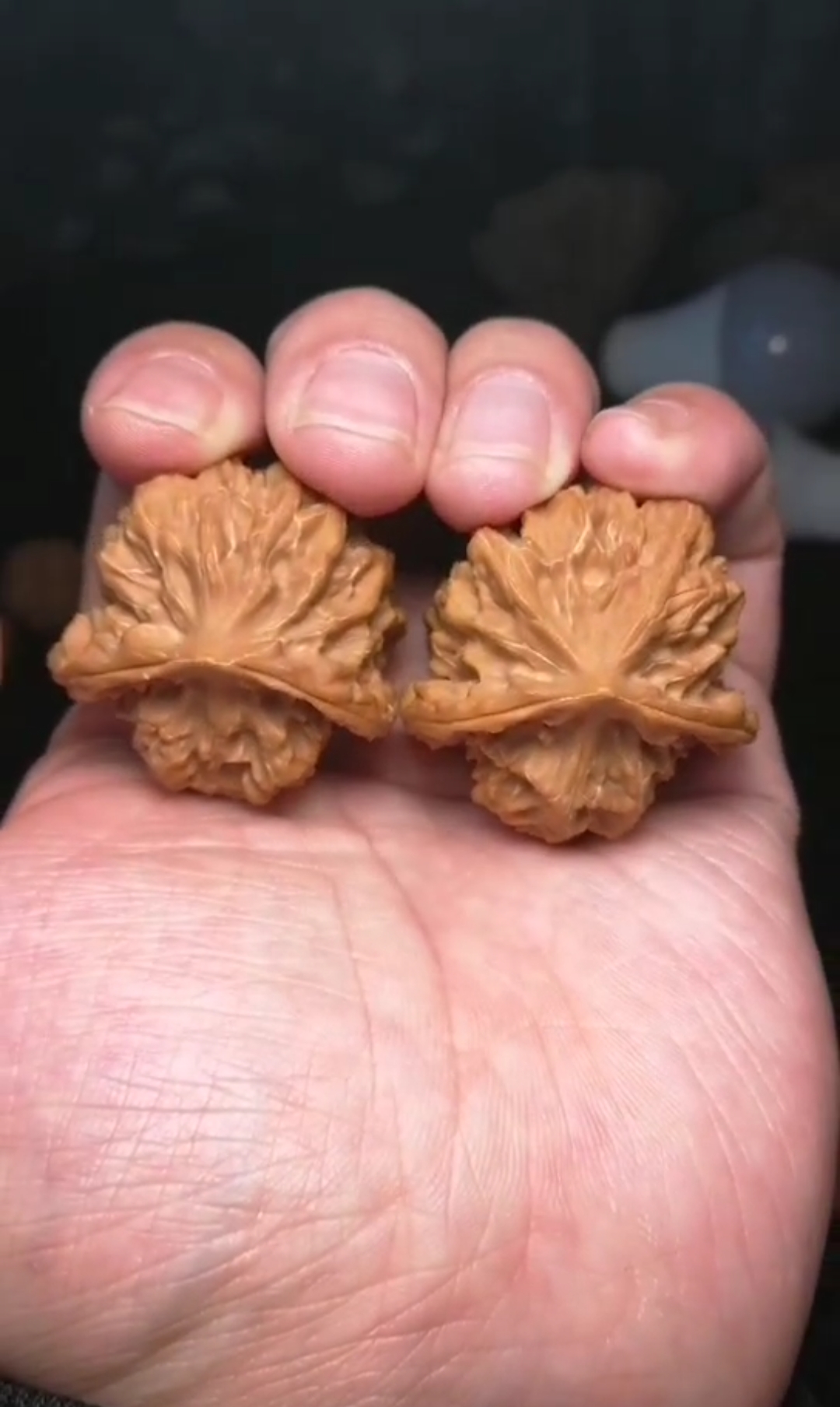 #立个新年flag#野生刀子狮子头,异形佛肚,刀子本来就不多见,异形更难