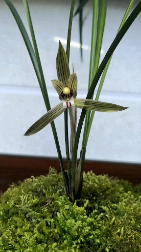 野生莲瓣兰#鄂西山区野生下山莲瓣兰,非养殖兰花,香气浓郁,瓣纹明显.