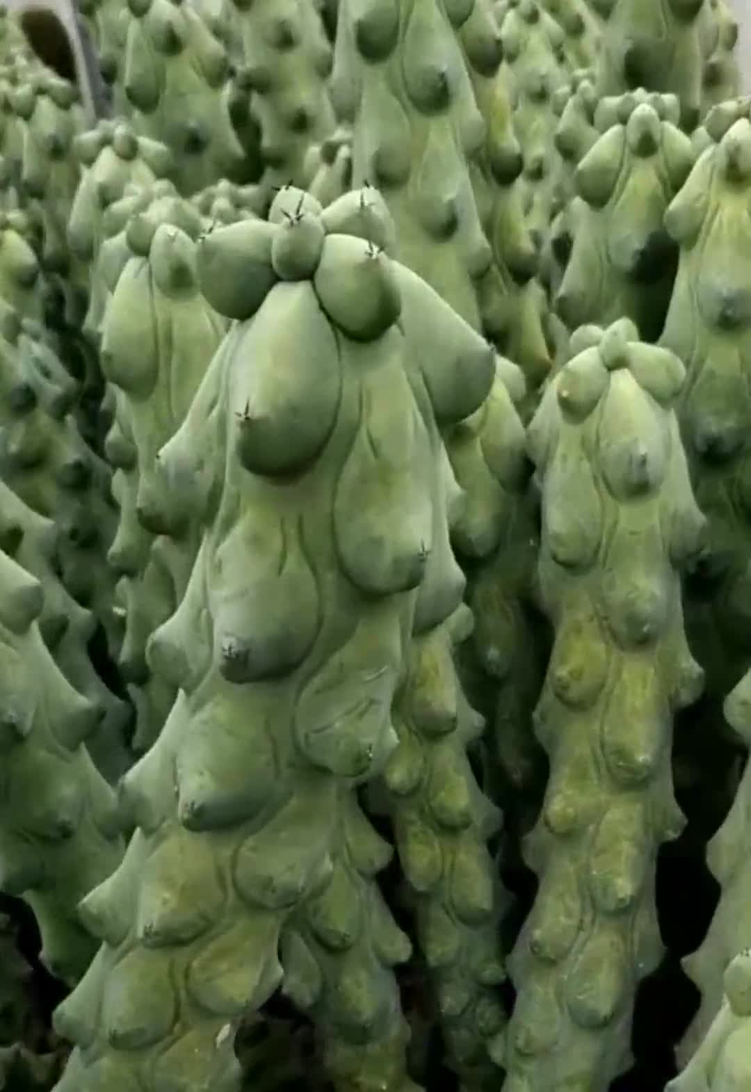 第一眼以为是野生的释迦果,仔细一看,谁能告诉我这是啥