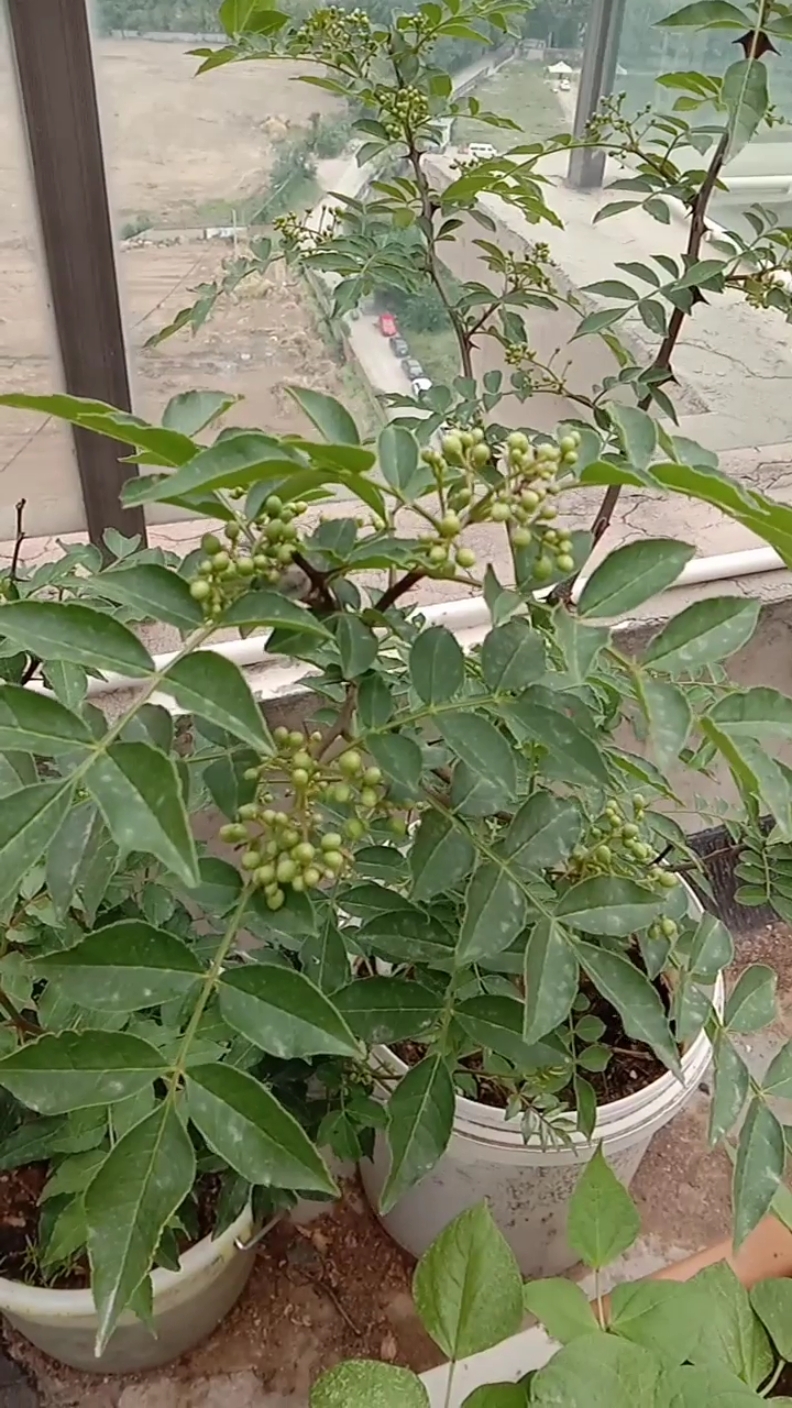 小小的花椒树结了这么多,给力
