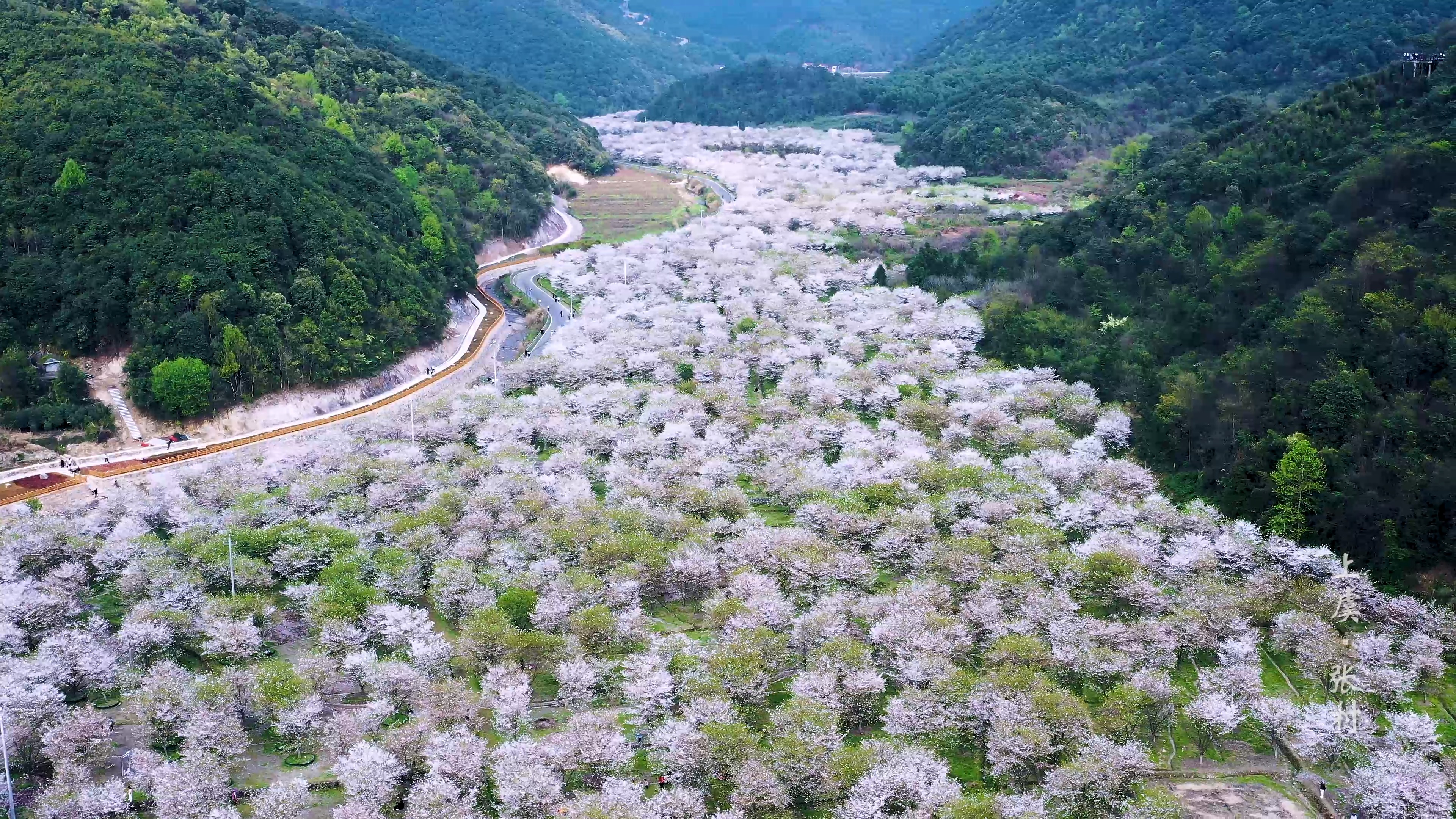 600亩樱花林绵延数公里,如同花潮流淌于山谷之间.