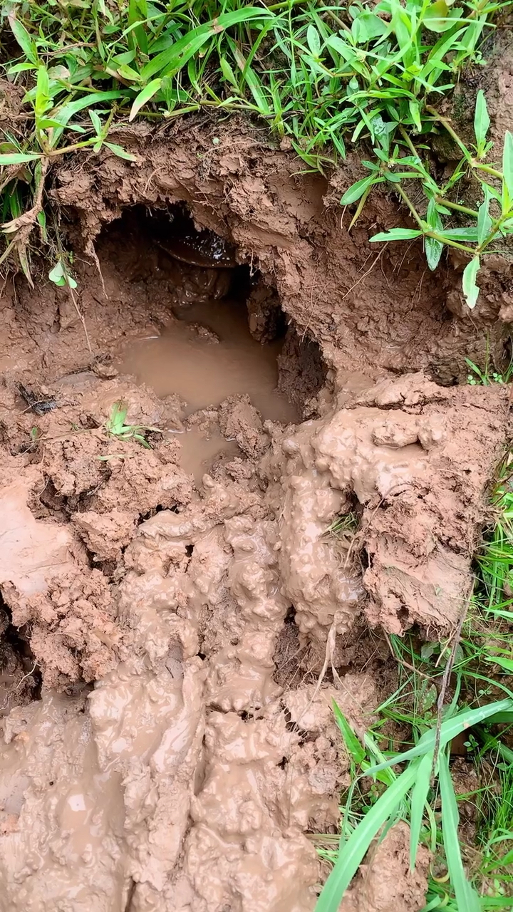 甲鱼已经挖出来了