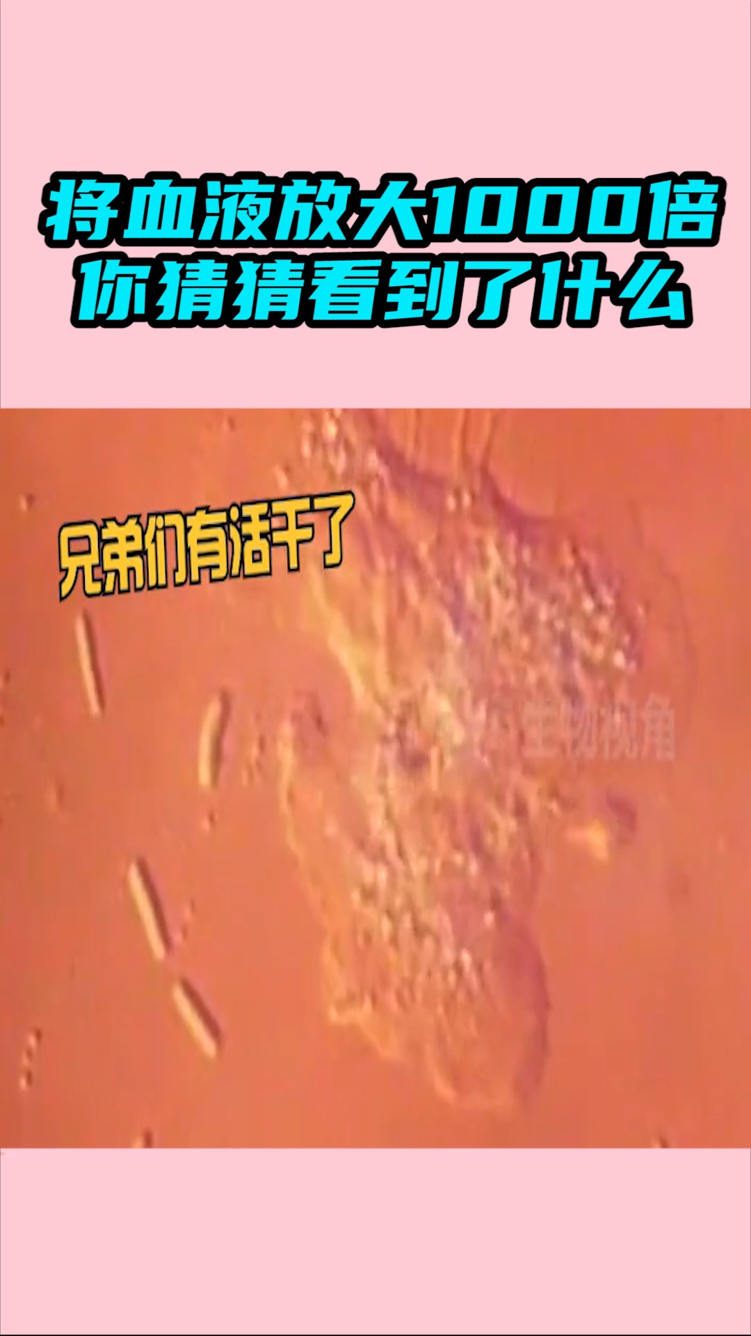 我要上热门#将血液放大1000倍,你猜猜我看到了什么