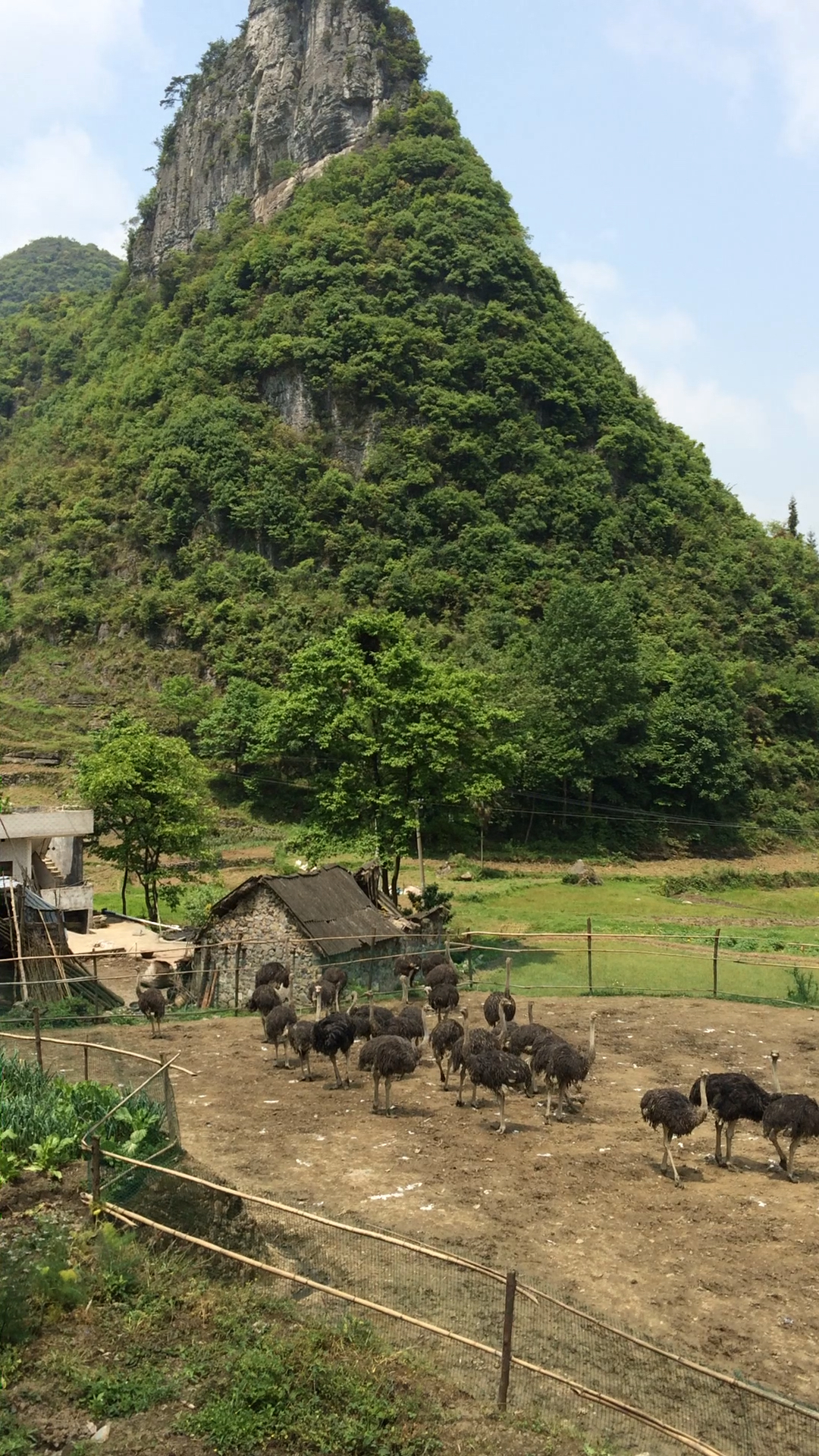 乡村生活#农村田园风光