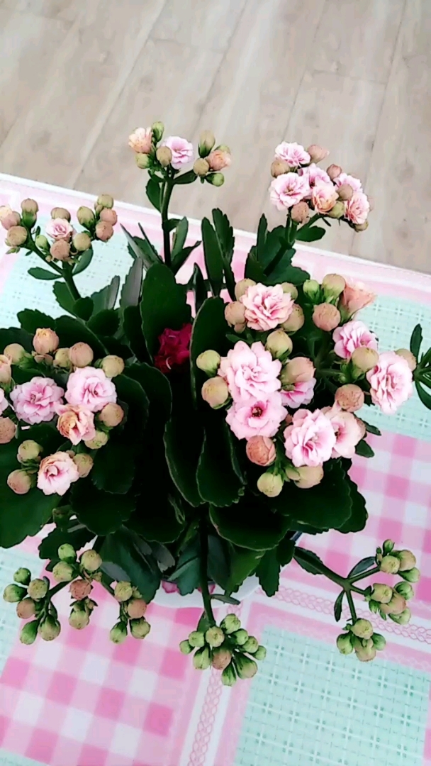 长寿花,阿兰朵