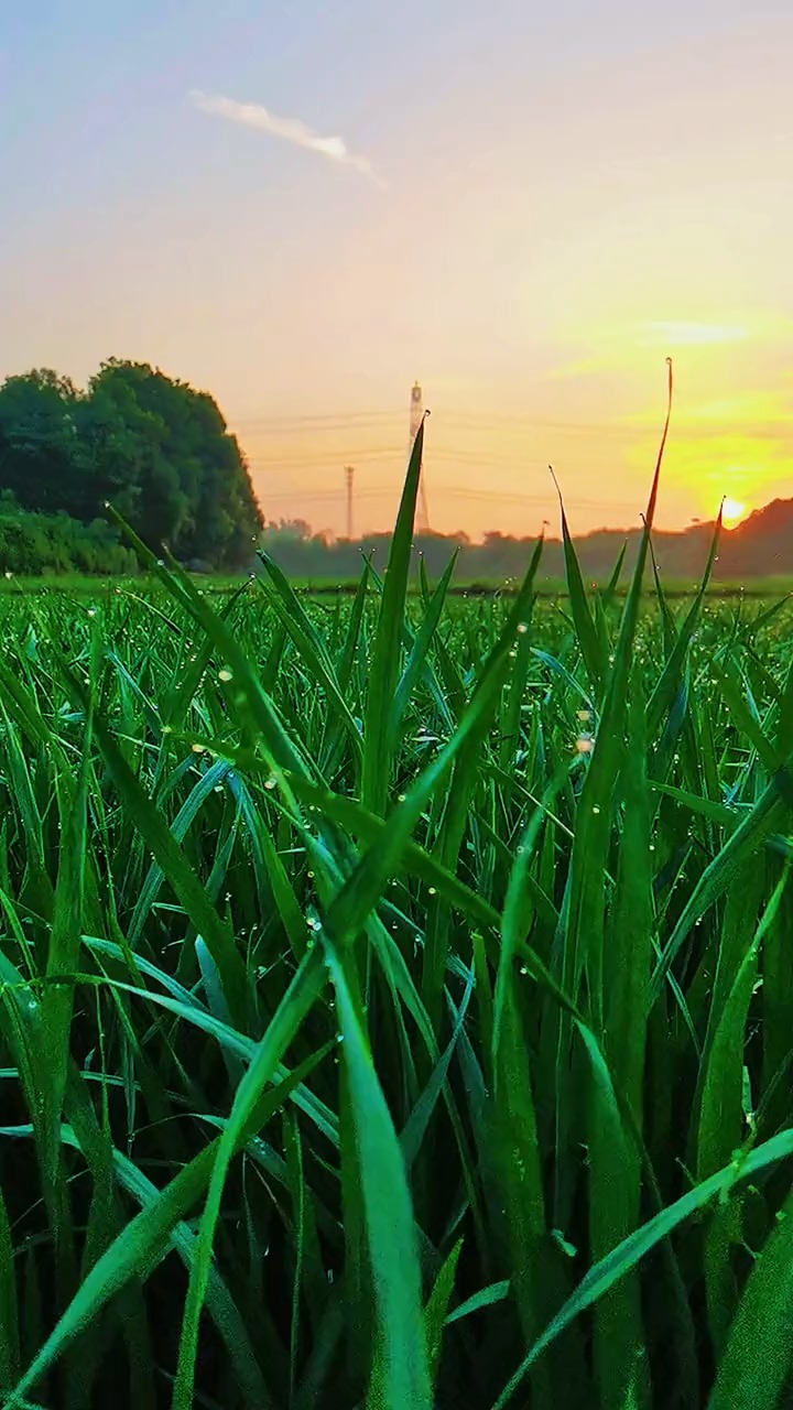 清晨,微风拂过脸庞,看着禾苗上晶莹的露珠,静静聆听乡村田野里美妙的
