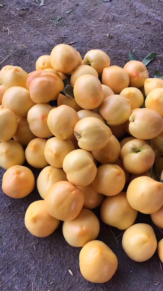 黄金蜜油桃