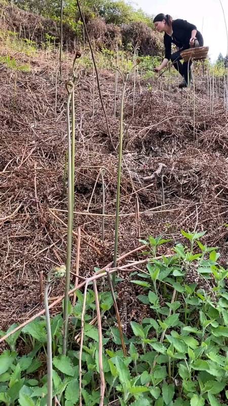 春暖花开,山上的蕨菜太多啦