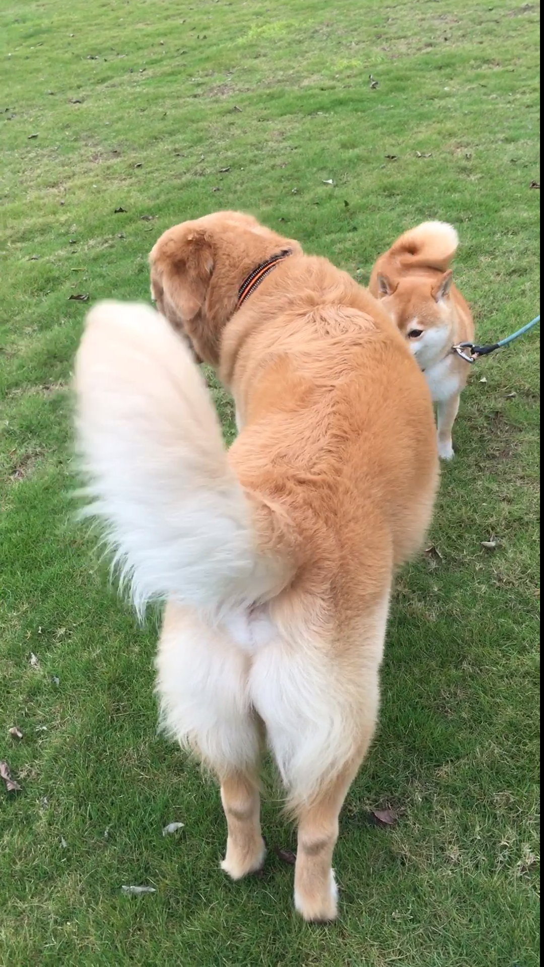 家有萌宠#见到美女狗尾巴电动摇得停不下来