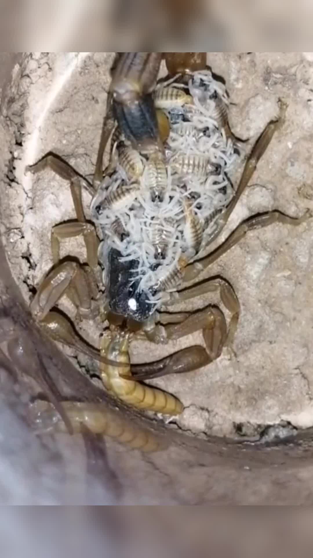 我要上热门#母蝎子为了孩子,可以三天不吃不喝,太伟大了!