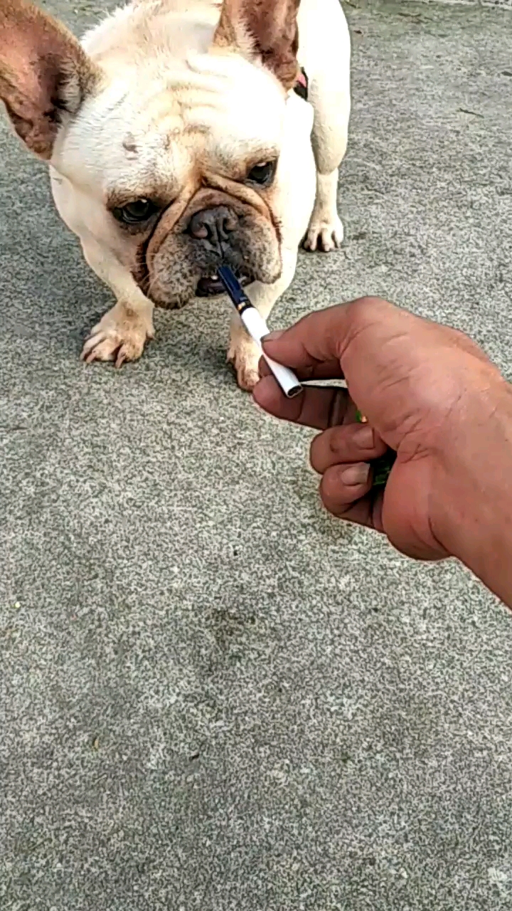 我家萌宠成精了#这年头,狗都学抽烟.