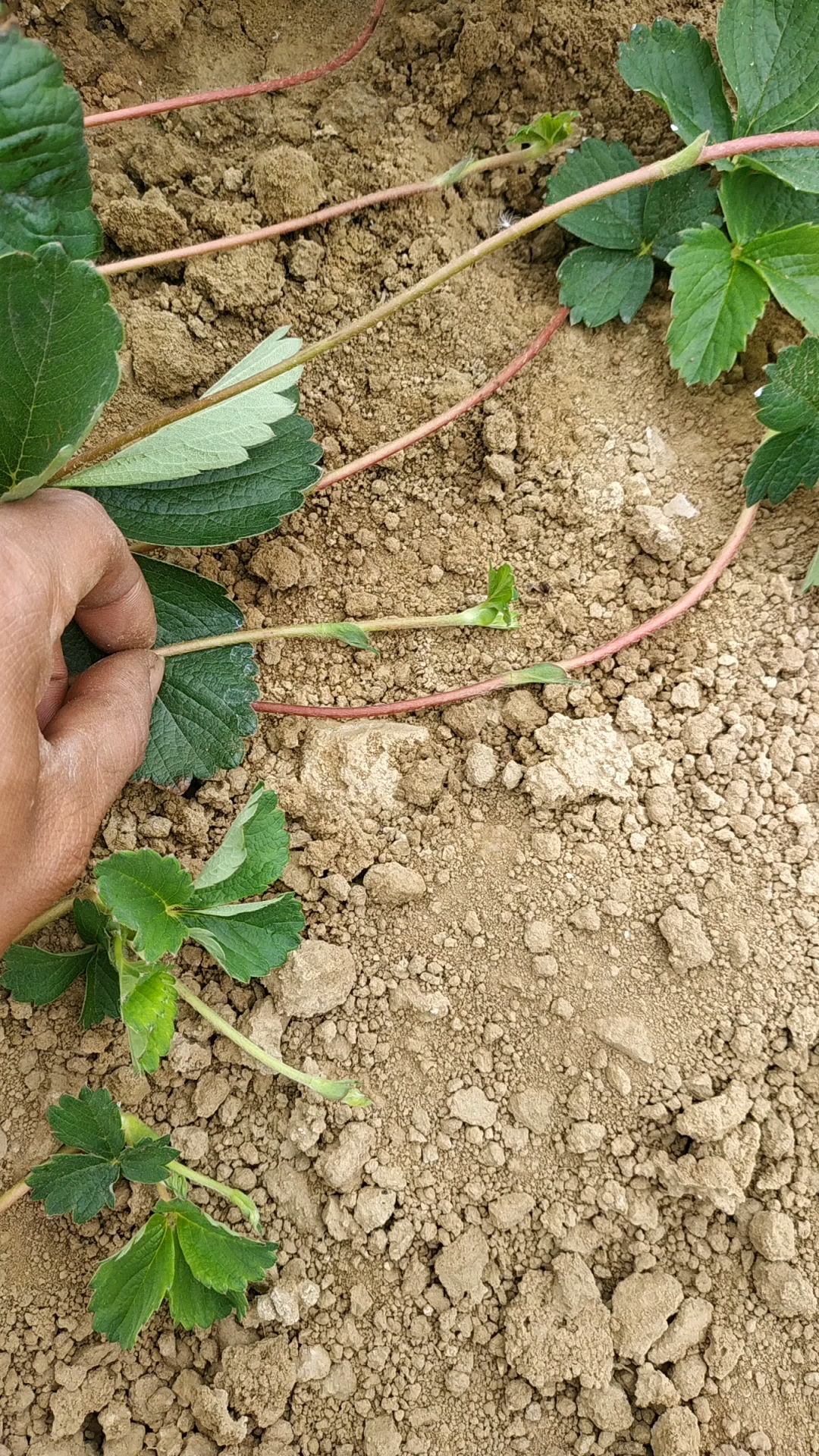 草莓苗压蔓,统一顺风方向,斜着压,这样后续苗空间大一点,出苗时有层次