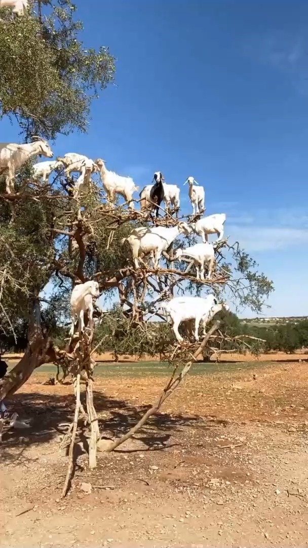 罕见山羊上树
