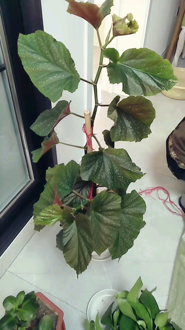 给花换换盆.看这碧螺儿长得好不好?