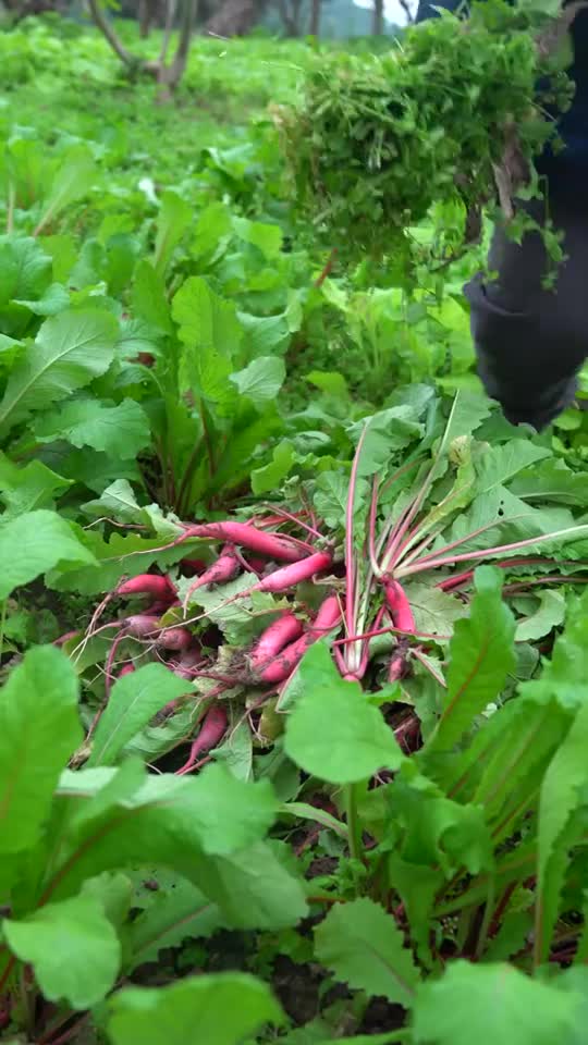 泡菜水调制一碗红糖水一杯白酒两杯米醋食用盐姜蒜红萝