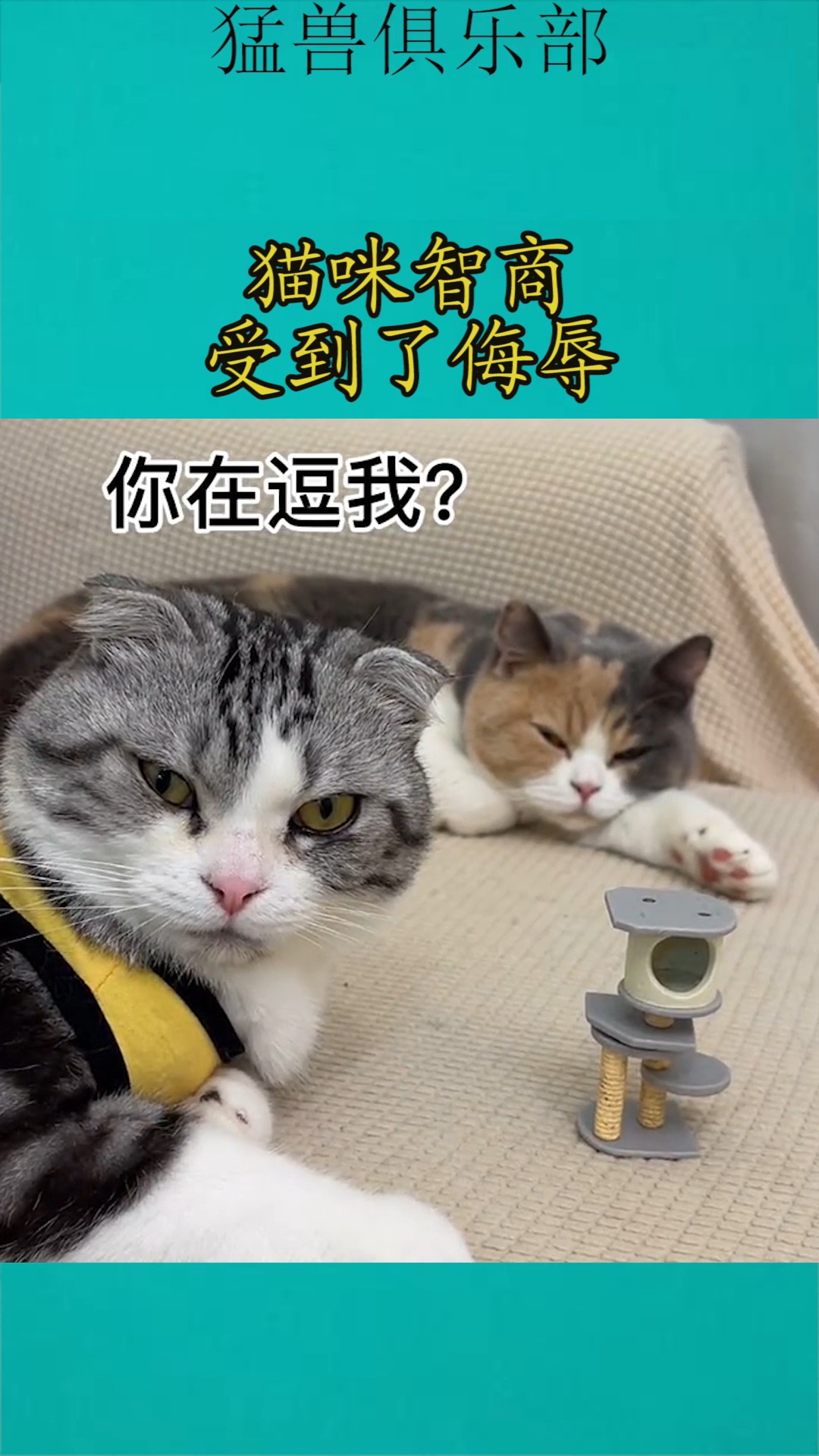 我要上热门#猫咪智商受到了侮辱