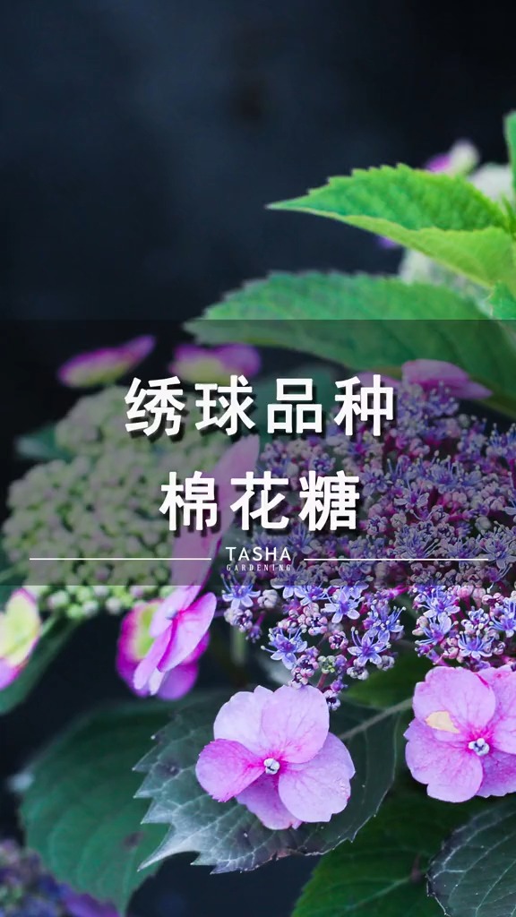 独竖一知##好知识#好科普#绣球品种棉花糖