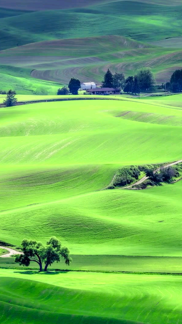 岁月静好#嫩绿色的草原覆盖着大地,就像是给大地穿上了绿装