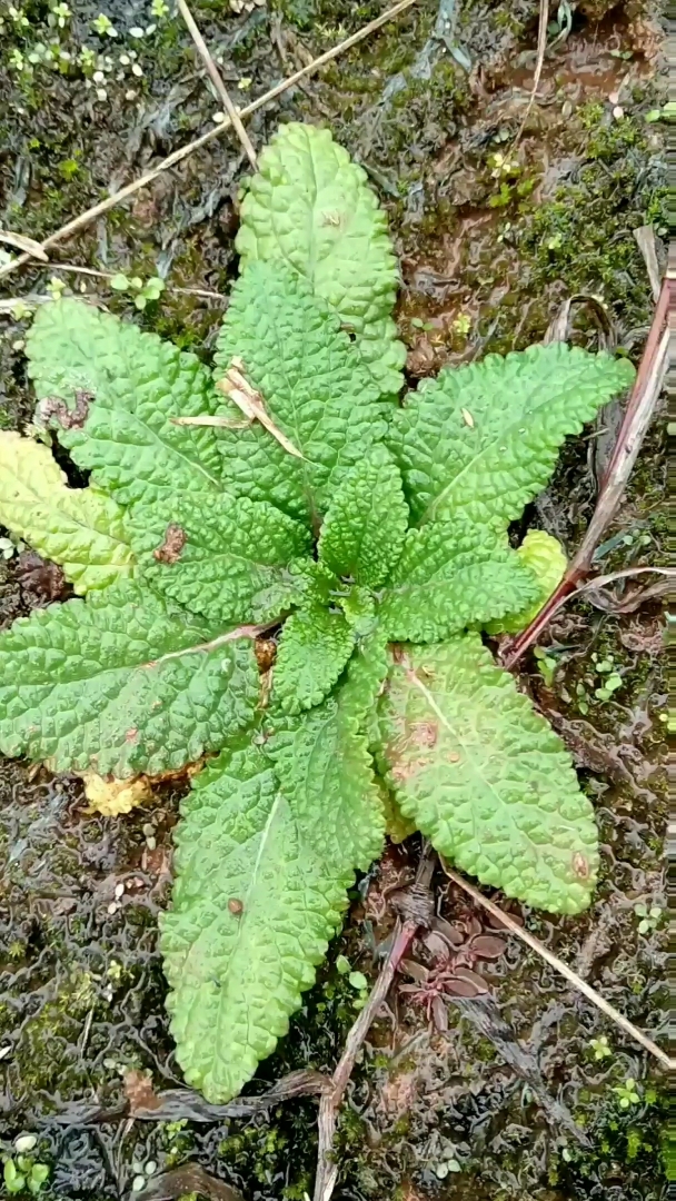 这个叫荔枝草,也叫雪里青,过冬青.