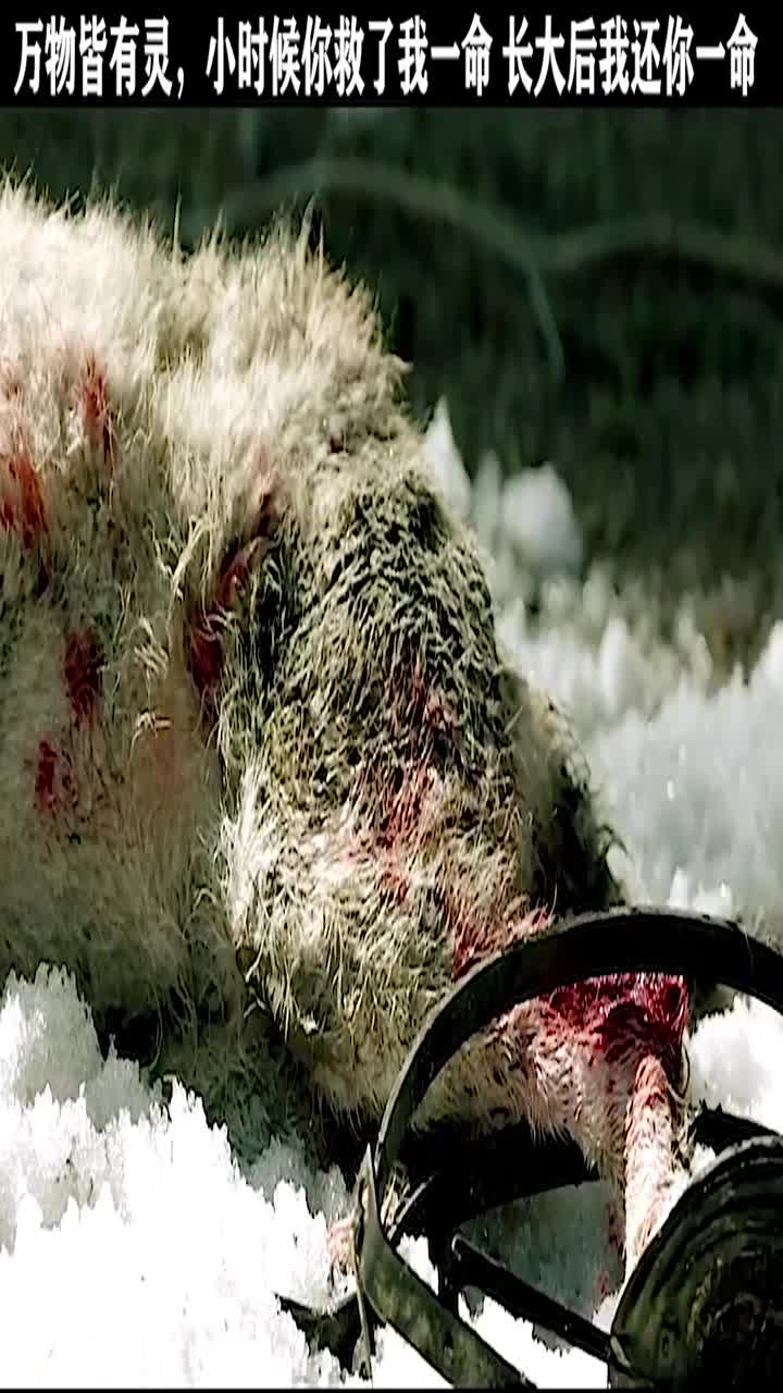 小女孩巧合救了一只受伤的狼,没想到多年后狼回来救了她一命
