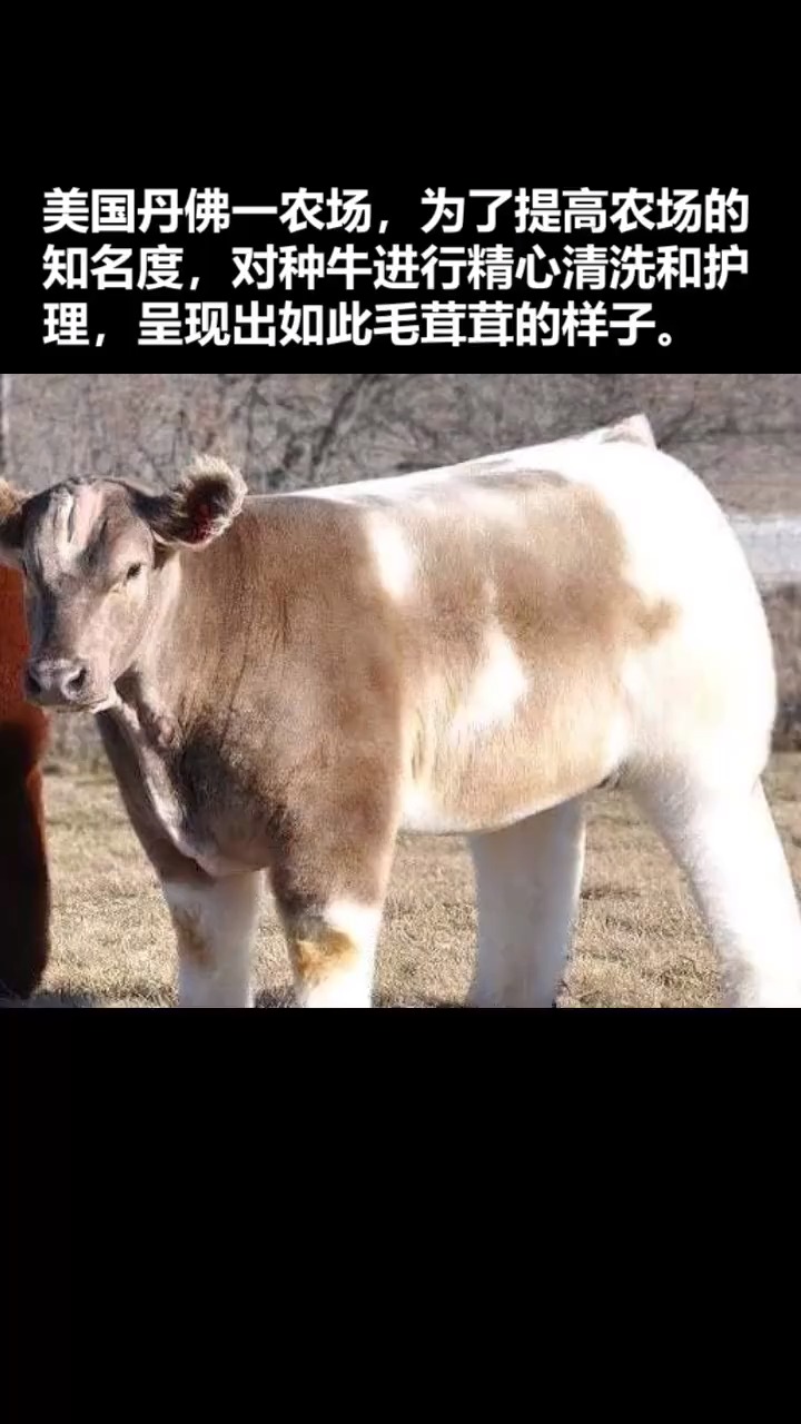 这么毛茸茸的牛,你想rua吗?