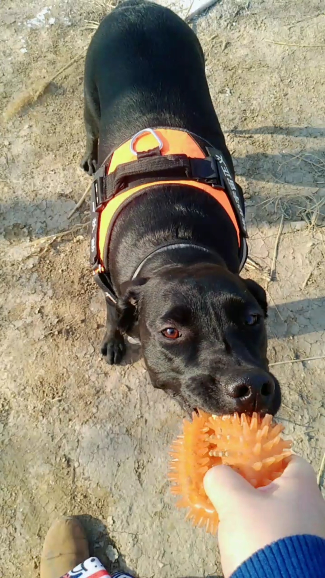 捡到癞皮狗一枚