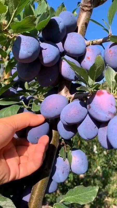 西梅蓝蜜李子果有黄色八月份成熟口感香甜这样的苗子你也来一棵吧西梅