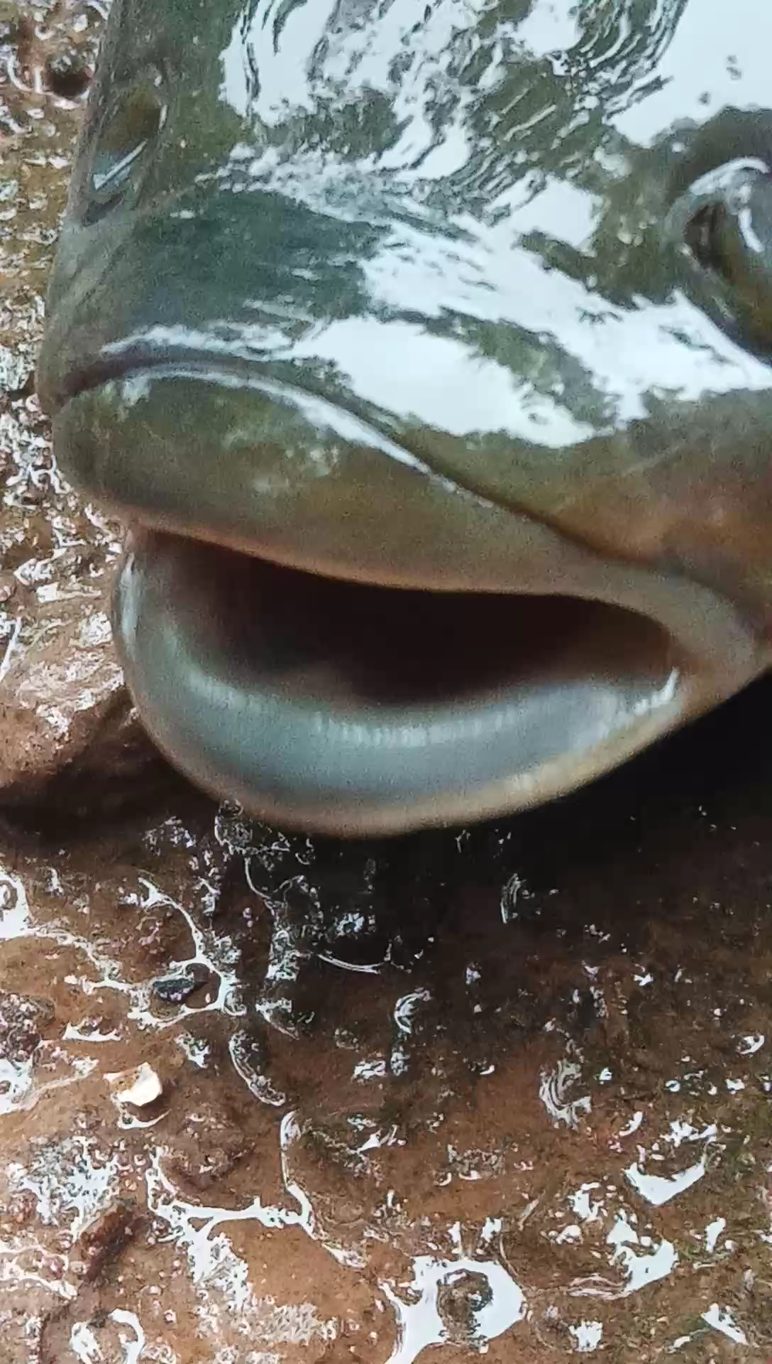 嘴唇厚的鱼好吃