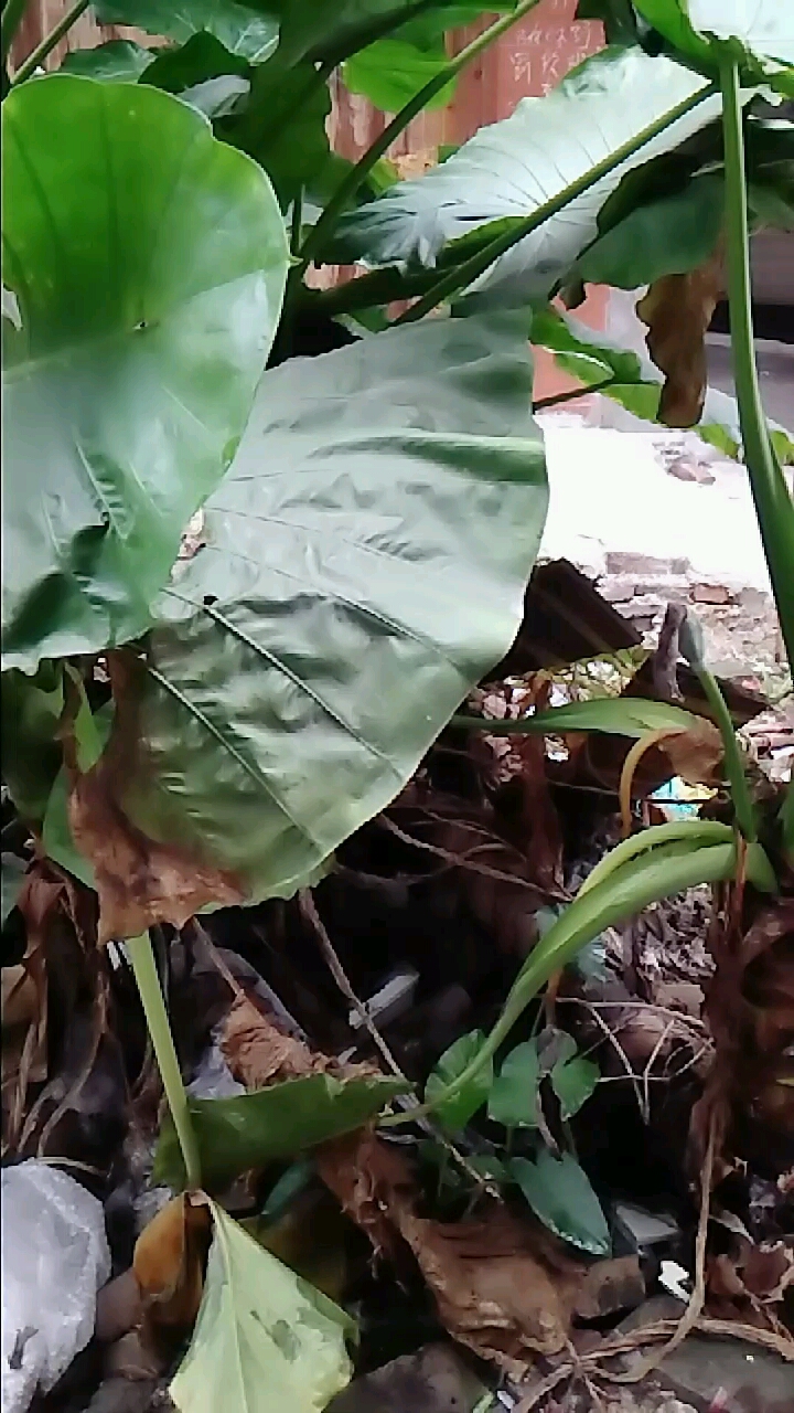 海芋:杀虫逐水.疔疮痈毒.祛痰.抗菌,抗癌对肿瘤有特效等.