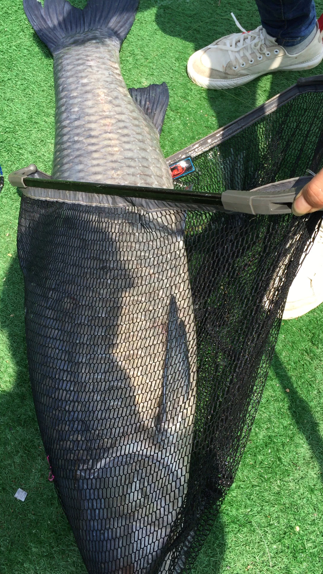 五十斤大青鱼给你带来的视觉冲击