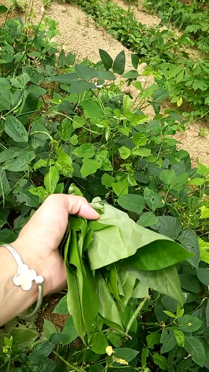 粉豆和粉豆叶一起煮很好吃,保你吃过一次,一辈子都难忘,就是做工复杂