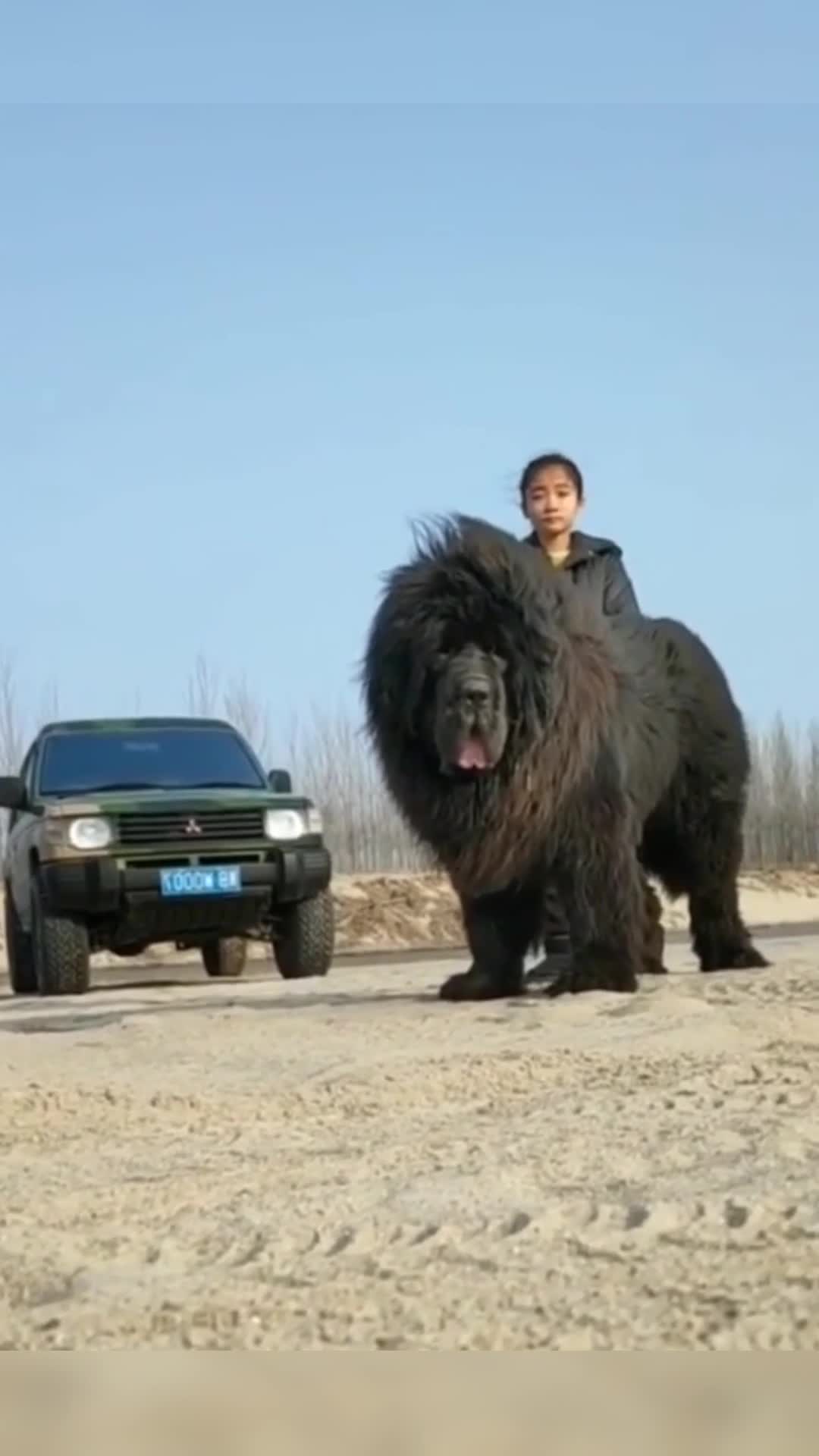 我要上热门#好漂亮一头狮子狗啊?等我有钱了,我也养一只!
