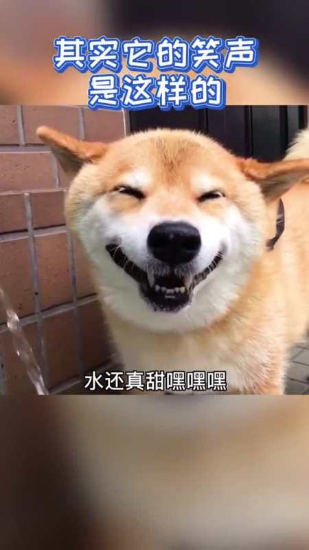 秋田犬表情包微信图片