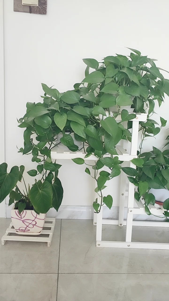 我的绿萝姑娘们长大了