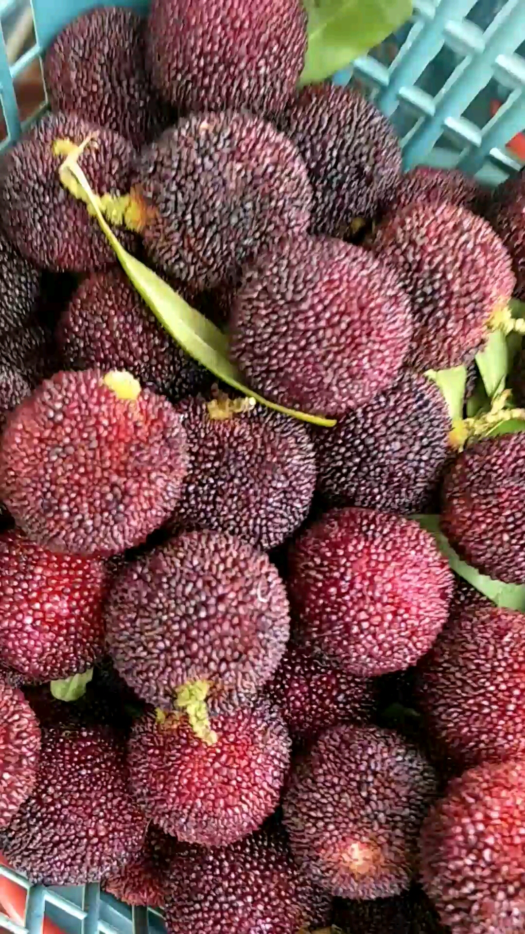 博白凤山杨梅好大个哦.