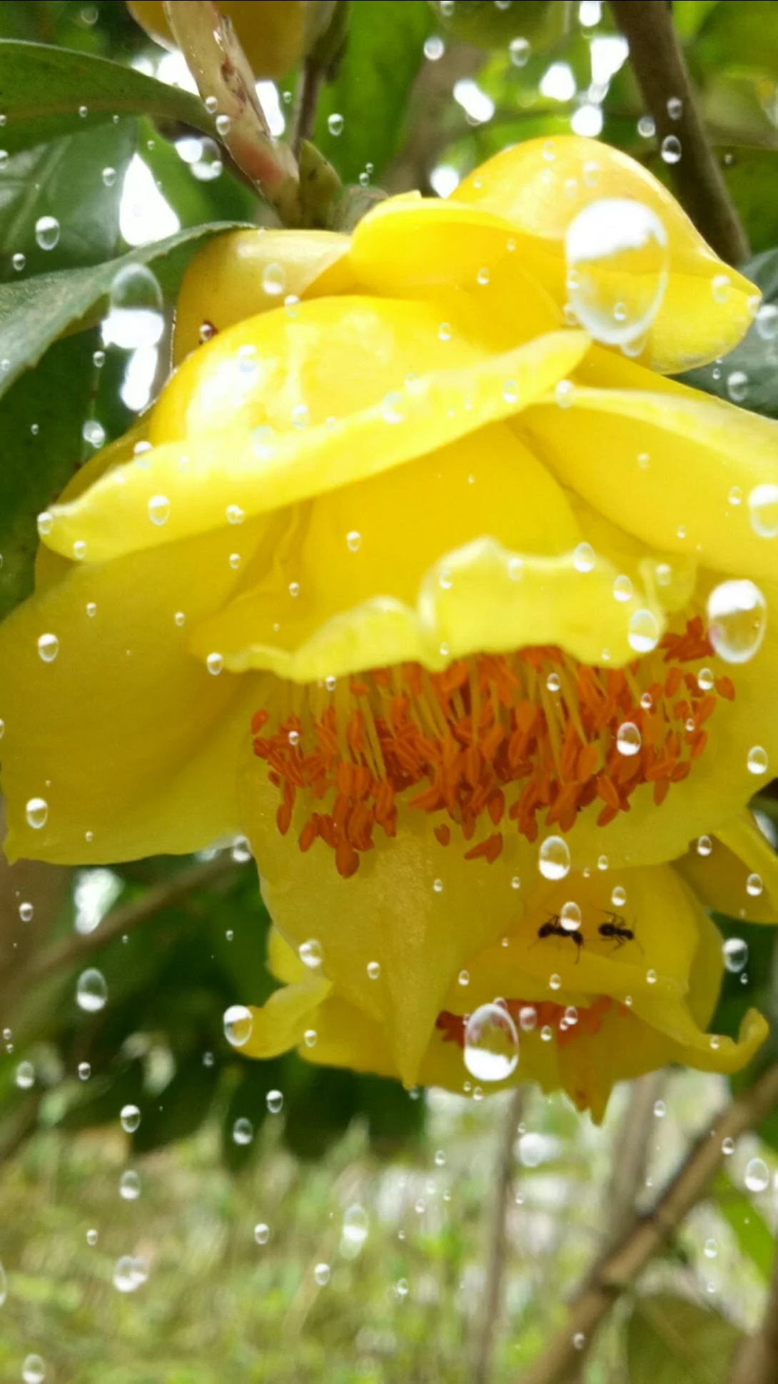 没的超凡脱俗,美的一尘不染