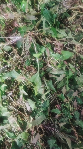 铧头草功效:清肠排毒,补充营养,解毒止痛,消炎止泻.-度小视